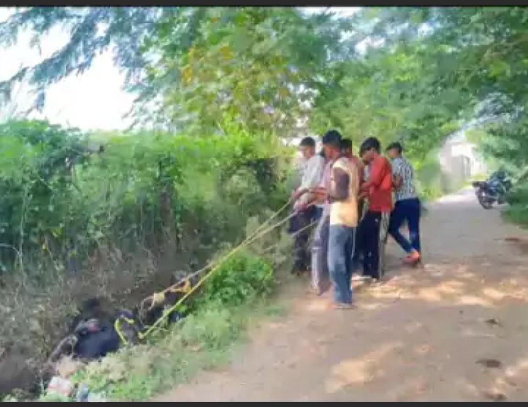 बनेठा में नाले में फंसा नंदी, गोसेवकों ने बचाया:जय भगत सिंह गोशाला टीम ने तुरंत पहुंचकर सुरक्षित बाहर निकाला