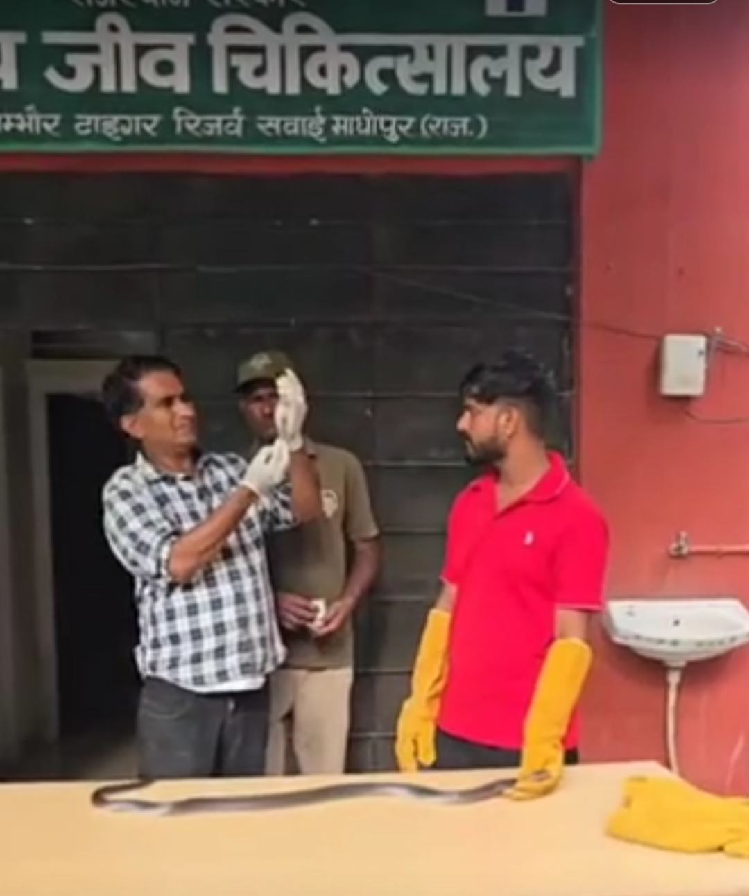 चूहे मारने वाले जहरीले पाउडर से कोबरा की हालत बिगड़ी:सरसों के कट्‌टों के पास तड़प रहा था, चार इंजेक्शन लगाने पड़े