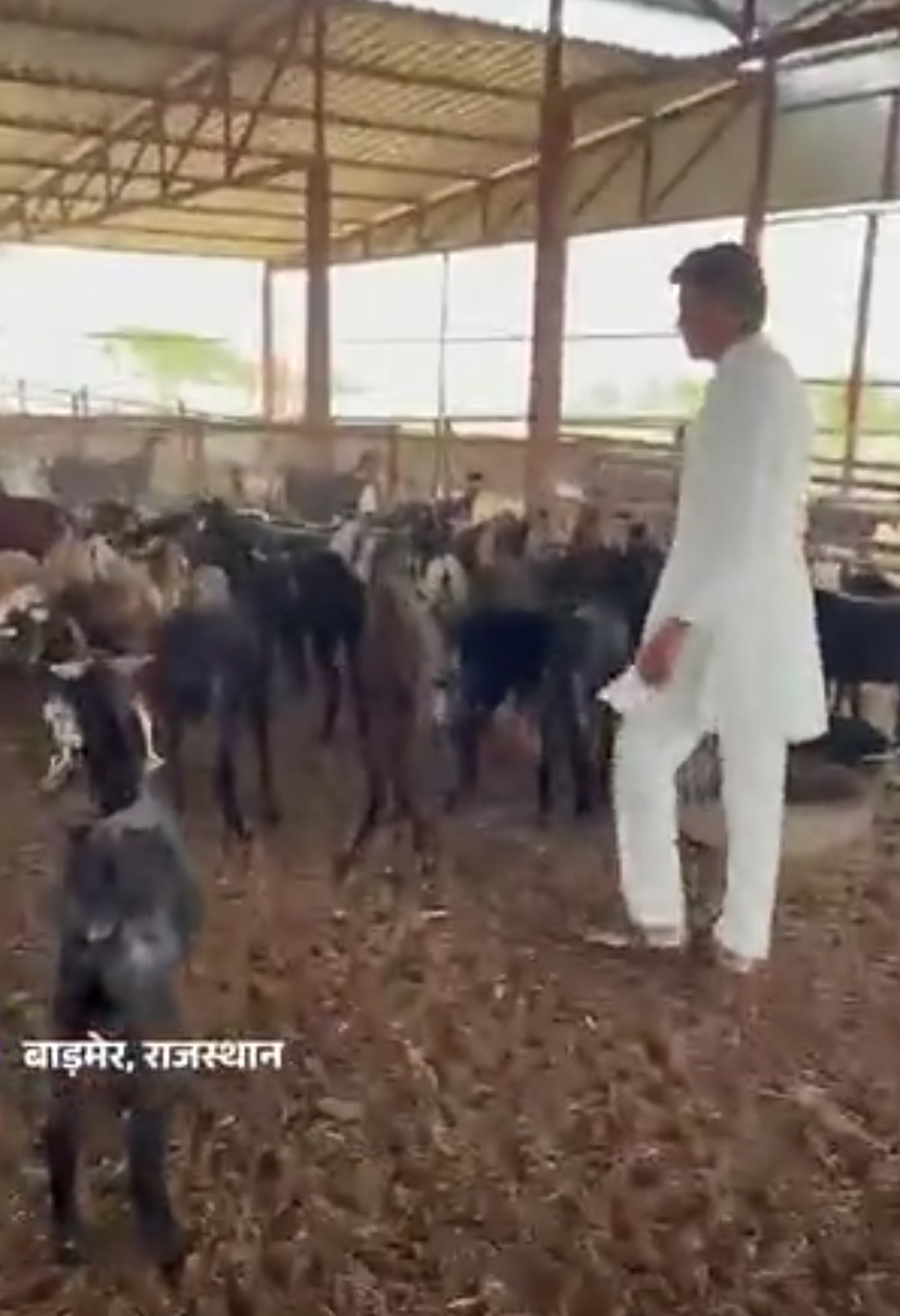 राजस्थान में किसान बकरी के दूध से बना रहा साबुन:सालाना 8 लाख की कमाई; जमीन गिरवी रख लोन लिया, पशुपालन को बनाया बिजनेस मॉडल