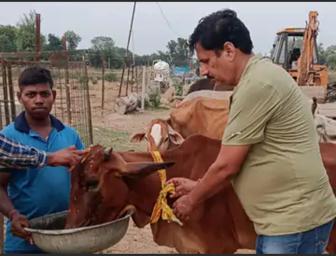 गौशालाओं के लिए सख्त निर्देश:पोर्टल पर अपलोड करने होंगे भूमि और पंजीयन दस्तावेज
