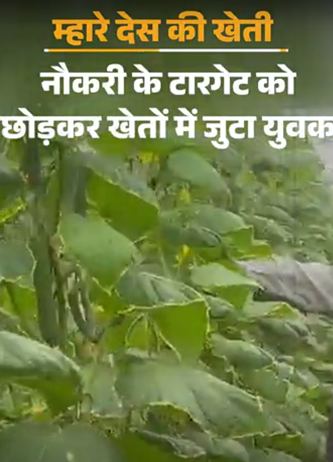 250-पॉलीहाउस से आया खेती का आइडिया, अब ‘ग्रीन गोल्ड’ उगाया:14 साल पुरानी जॉब छोड़ी, पुराने सेटअप से शुरुआत; खीरे-महोगनी से लाखों का प्रॉफिट