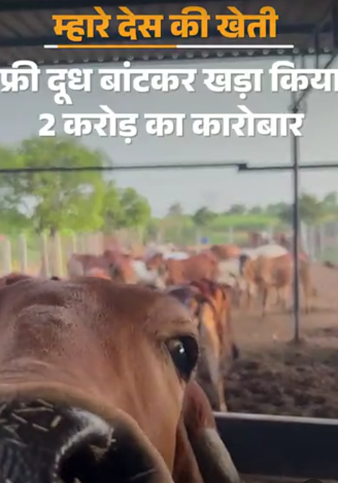 फ्री दूध बांटकर बनाया मार्केट, अब 2 करोड़ का कारोबार:इंजीनियर कपल का डेयरी स्टार्टअप, 20 गायों से की थी शुरुआत