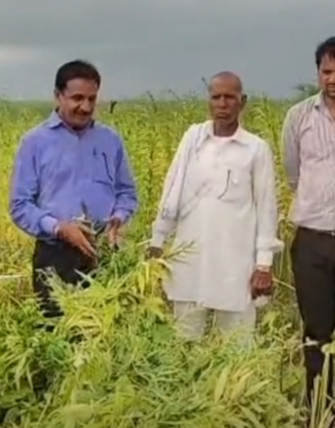 निवाई के हिंगोनिया में फसल कटाई प्रयोग का निरीक्षण:कृषि अधिकारी पहुंचे, दिशा निर्देशों के पालन की अपील