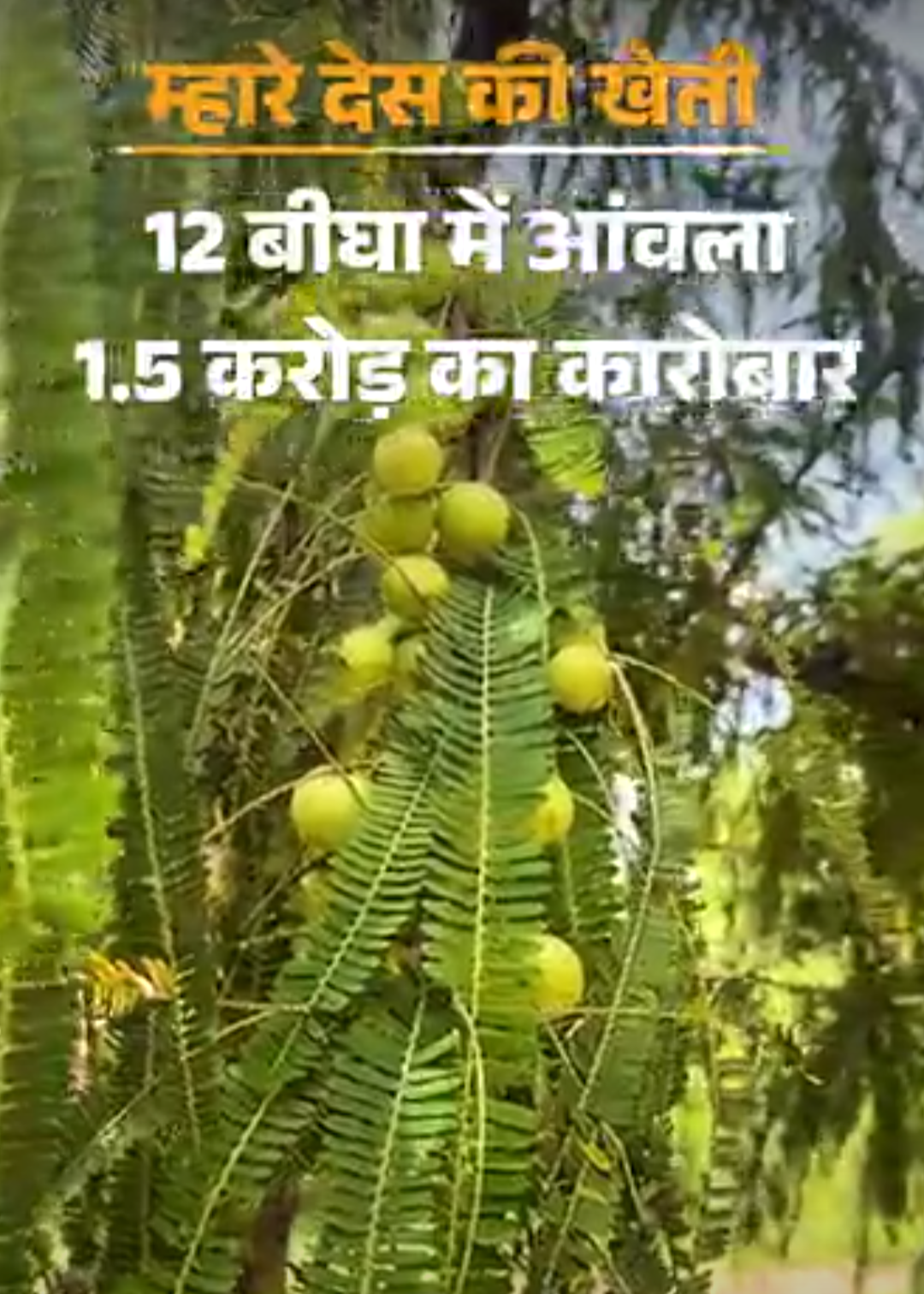 आंवला नहीं बिका तो ताने सुने, अब डेढ़-करोड़ का टर्नओवर:अचार, मुरब्बा, कैंडी जैसे प्रोडक्ट खरीद रहीं कंपनियां; फार्म पर प्रयोग कर रहे सरकारी वैज्ञानिक
