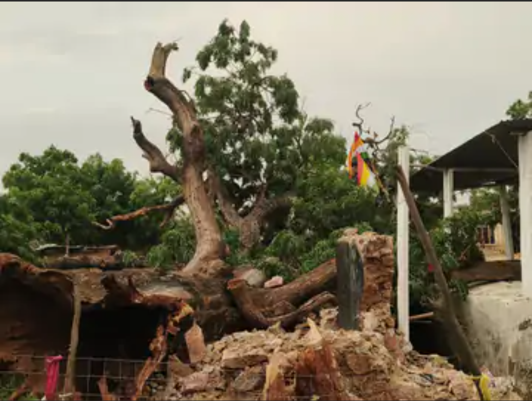 भगतपुरा में आंधी, हीरामन बाबा मंदिर पर गिरा विशाल पेड़:प्राचीन मंदिर पूरी तरह ढहा, ग्रामीणों ने प्रशासन से पुनर्निर्माण की मांग की