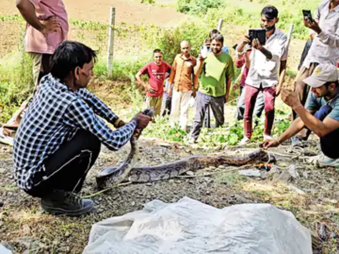 घाड़ के कोटड़ा गांव में 15 फीट का अजगर निकला, रेस्क्यू किया